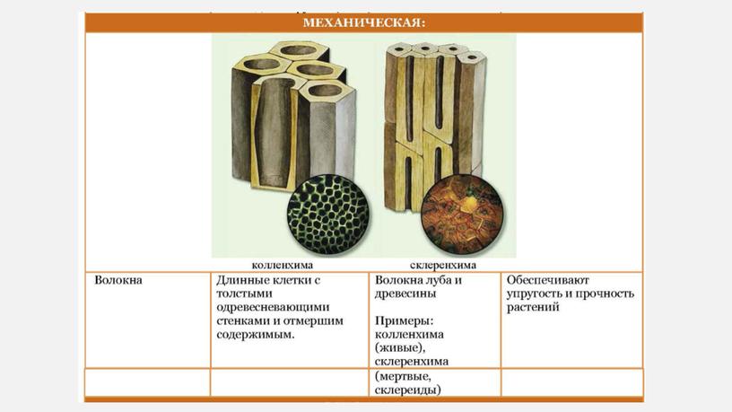 Презентация Ткани растений