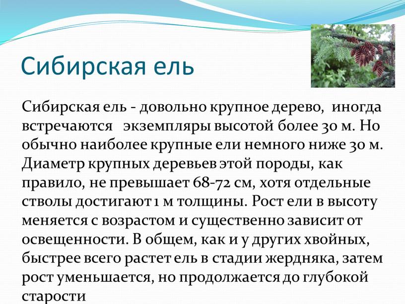 Сибирская ель Сибирская ель - довольно крупное дерево, иногда встречаются экземпляры высотой более 30 м
