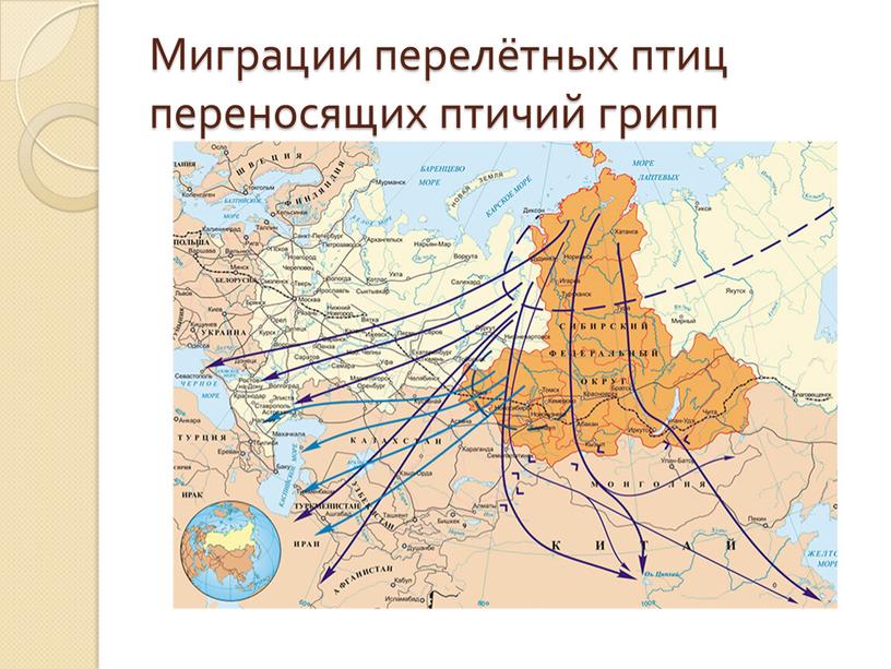 Миграции перелётных птиц переносящих птичий грипп