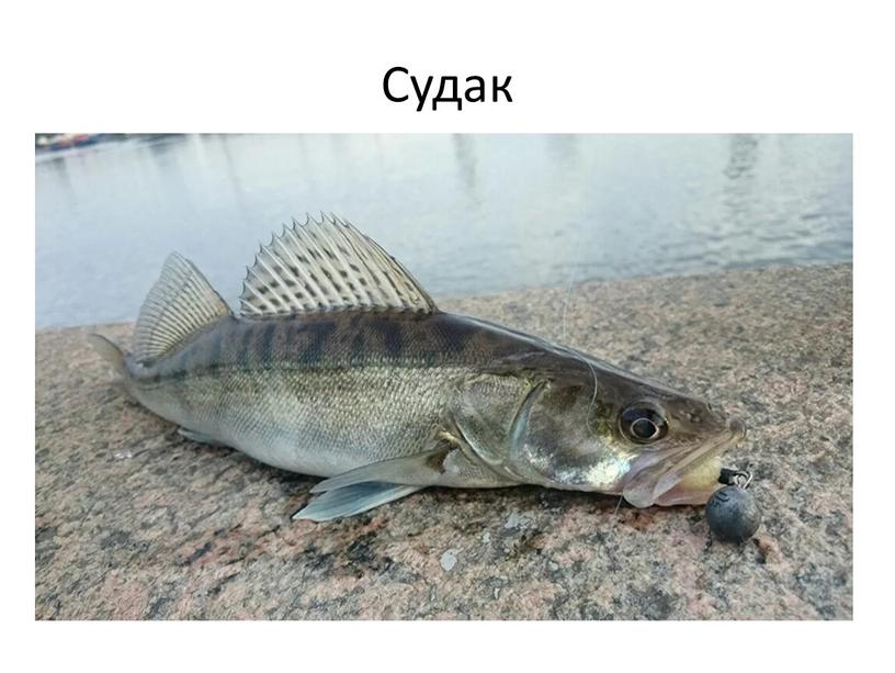 Судак