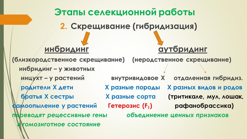 Этапы селекционной работы Скрещивание (гибридизация) инбридинг аутбридинг (близкородственное скрещивание) (неродственное скрещивание) инбридинг – у животных инцухт – у растений внутривидовое