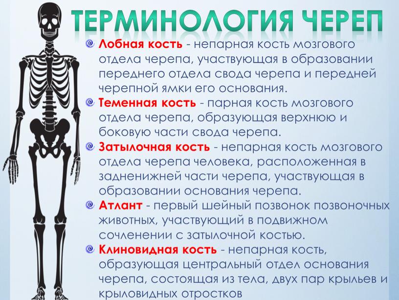 ТЕРМИНОЛОГИЯ череп Лобная кость - непарная кость мозгового отдела черепа, участвующая в образовании переднего отдела свода черепа и передней черепной ямки его основания