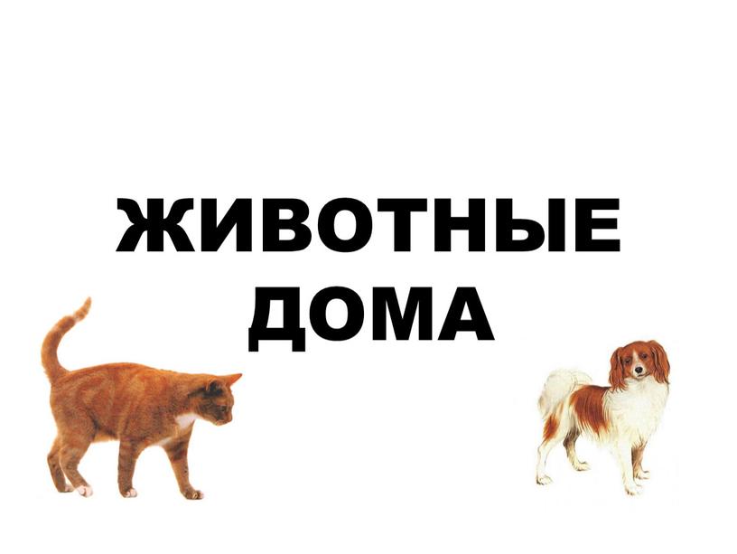 ЖИВОТНЫЕ ДОМА