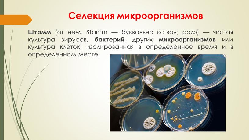 Селекция микроорганизмов Штамм (от нем