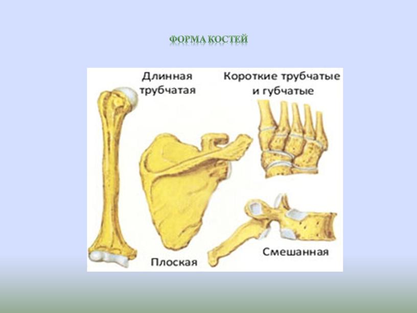 Форма костей