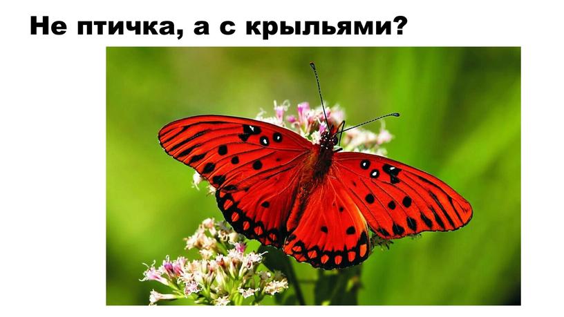 Не птичка, а с крыльями?