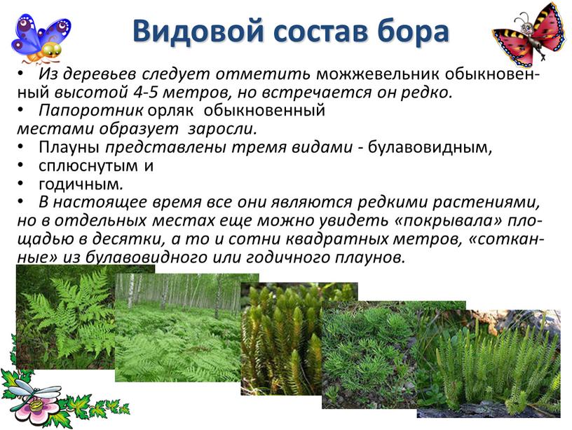 Видовой состав бора Из деревьев следует отметить можжевельник обыкновен- ный высотой 4-5 метров, но встречается он редко