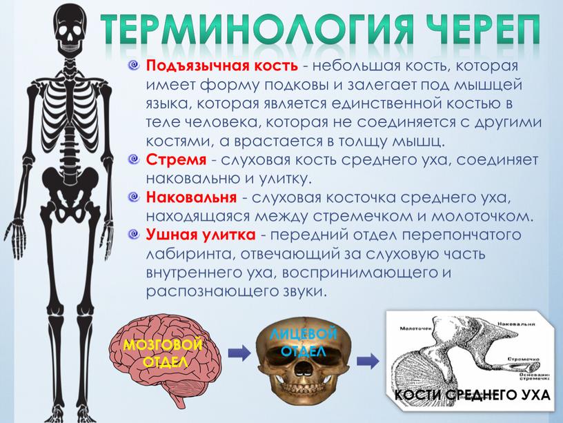 ТЕРМИНОЛОГИЯ череп Подъязычная кость - небольшая кость, которая имеет форму подковы и залегает под мышцей языка, которая является единственной костью в теле человека, которая не…