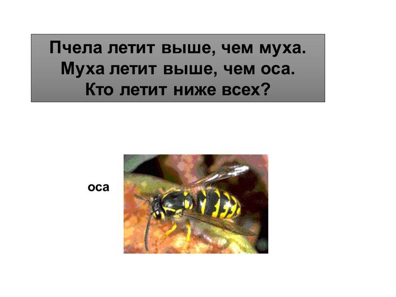 Пчела летит выше, чем муха. Муха летит выше, чем оса