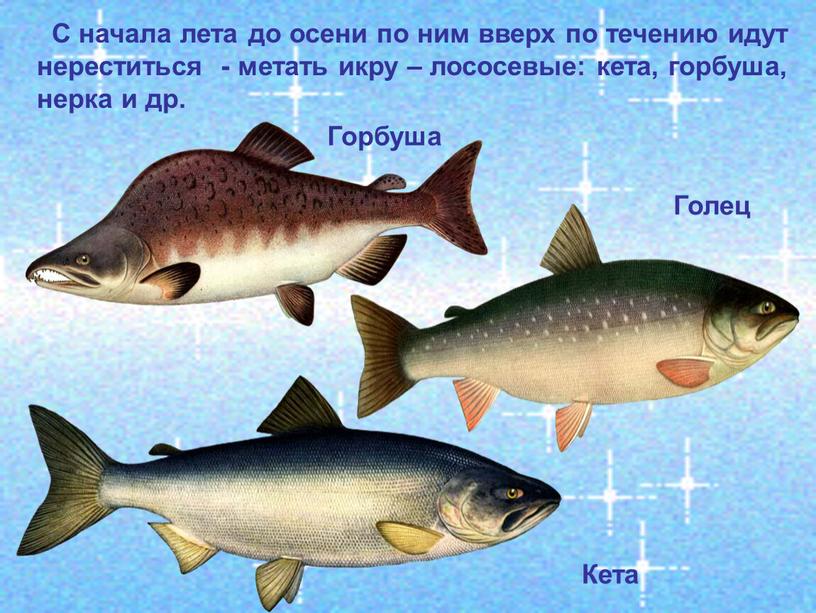 С начала лета до осени по ним вверх по течению идут нереститься - метать икру – лососевые: кета, горбуша, нерка и др