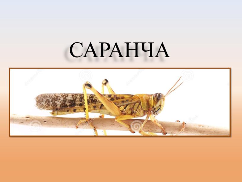 САРАНЧА