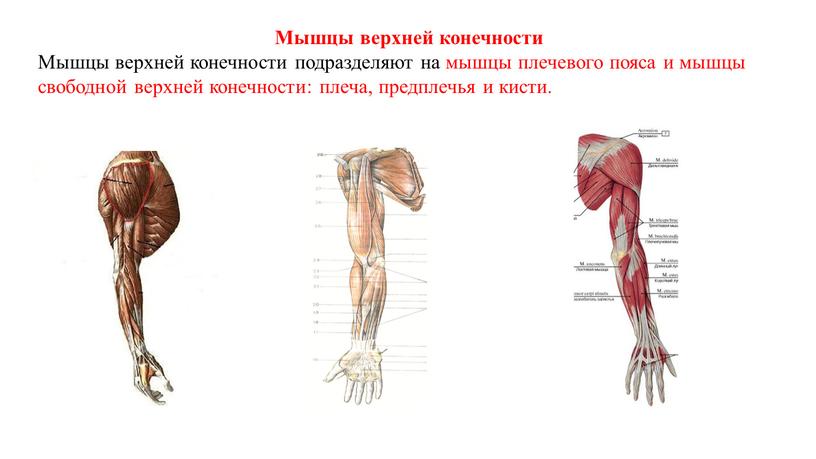 Мышцы верхней конечности Мышцы верхней конечности подразделяют на мышцы плечевого пояса и мышцы свободной верхней конечности: плеча, предплечья и кисти