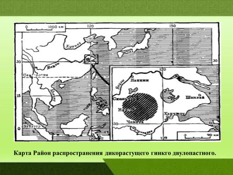 Карта Район распространения дикорастущего гинкго двулопастного