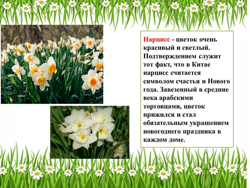 Нарцисс - цветок очень красивый и светлый