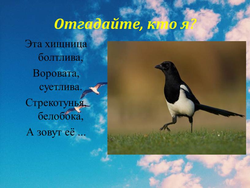 Отгадайте, кто я? Эта хищница болтлива,