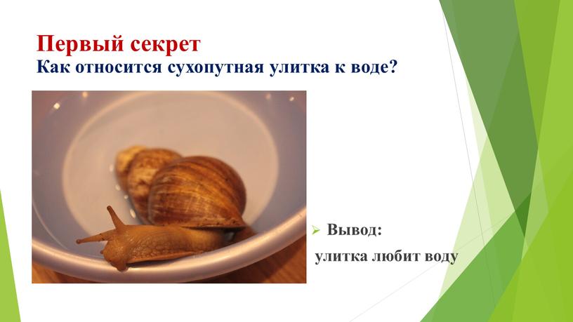 Первый секрет Как относится сухопутная улитка к воде?