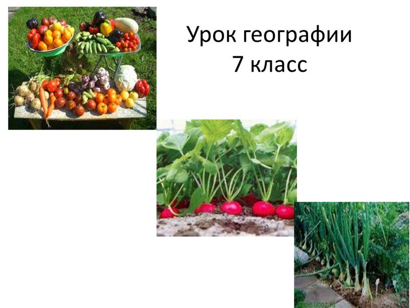 Урок географии 7 класс