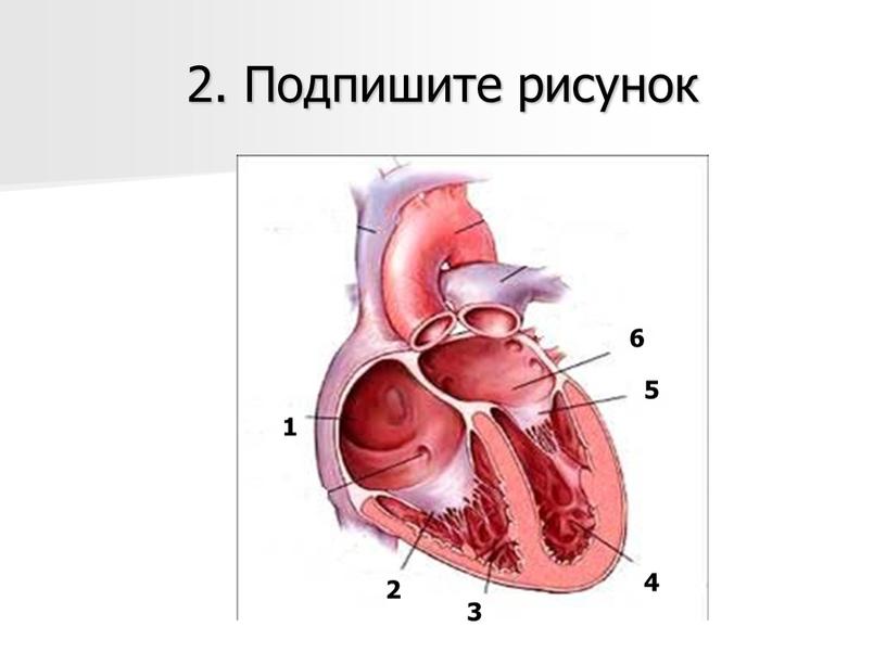 2. Подпишите рисунок 1 4 5 6 3 2