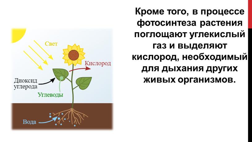 Кроме того, в процессе фотосинтеза растения поглощают углекислый газ и выделяют кислород, необходимый для дыхания других живых организмов