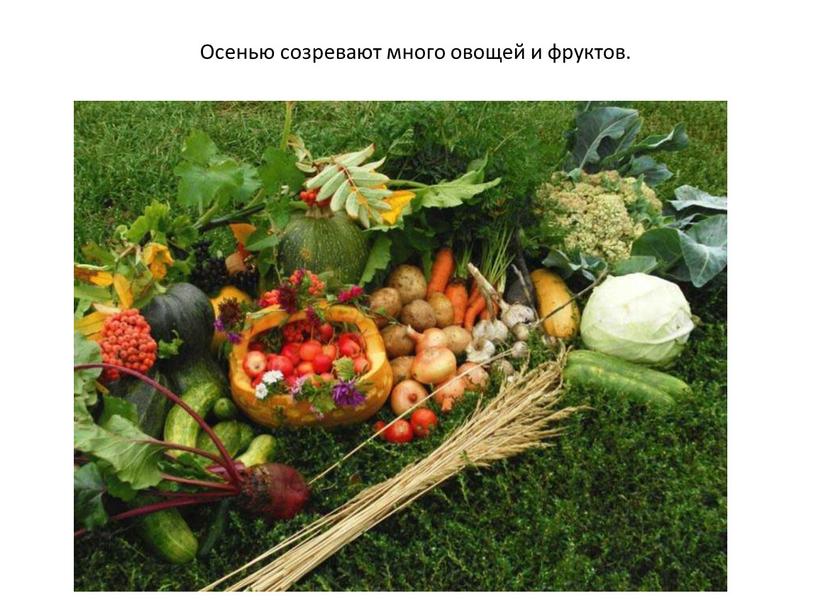 Осенью созревают много овощей и фруктов