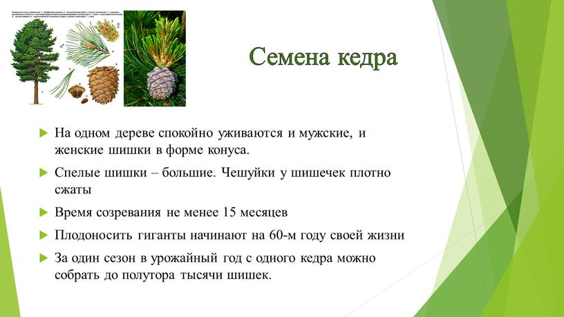 Семена кедра На одном дереве спокойно уживаются и мужские, и женские шишки в форме конуса