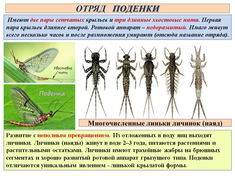 ОТРЯД ПОДЕНКИ Имеют две пары сетчатых крыльев и три длинные хвостовые нити