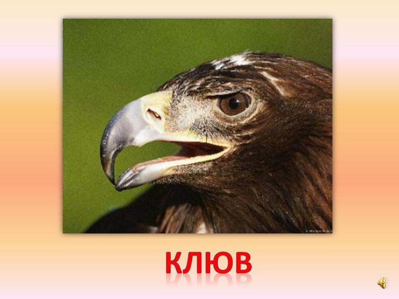 клюв