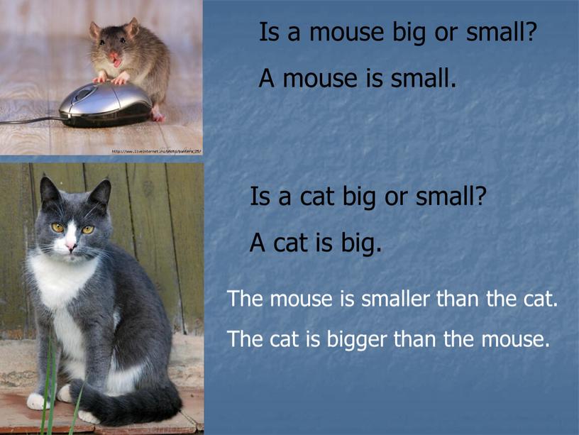 Is a mouse big or small? A mouse is small