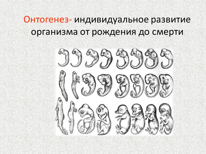 Онтогенез- индивидуальное развитие организма от рождения до смерти