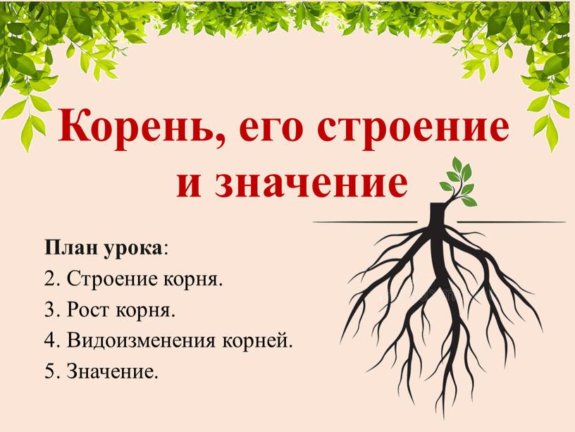 Корень, его строение и значение