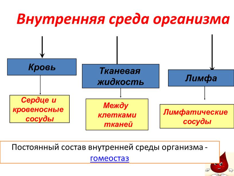 Внутренняя среда организма Кровь