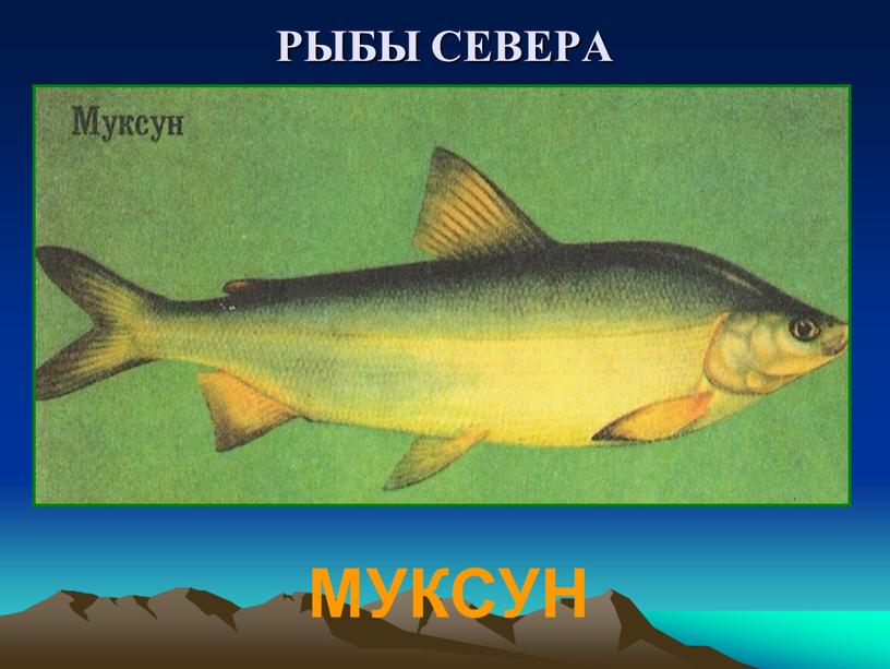 РЫБЫ СЕВЕРА МУКСУН