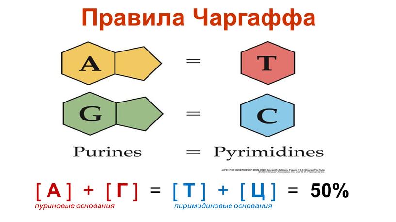 Правила Чаргаффа