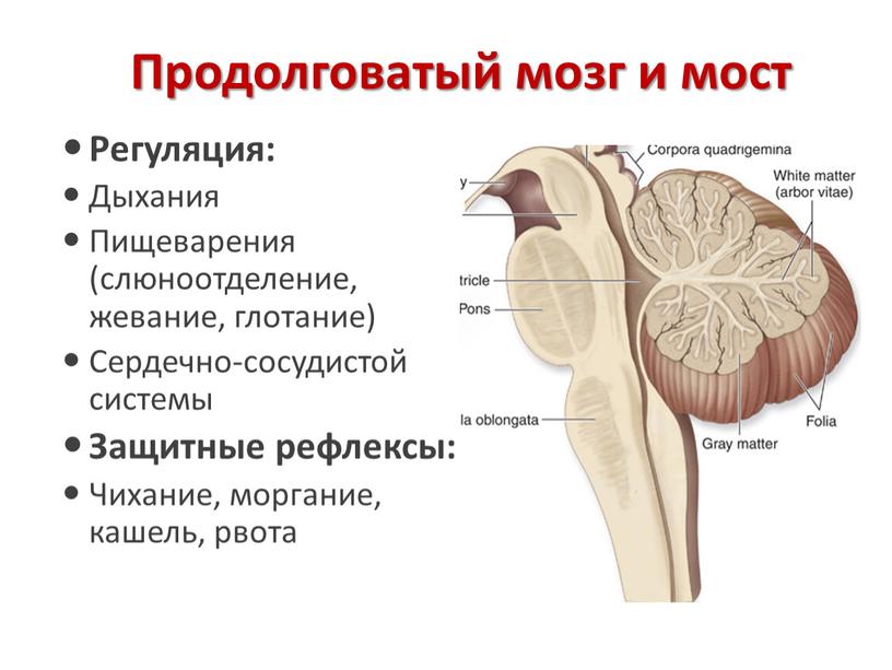 Продолговатый мозг и мост Регуляция: