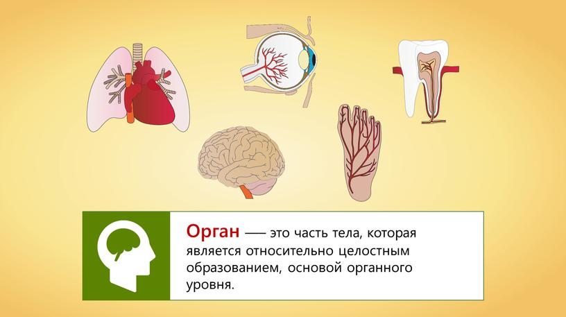 Орган —– это часть тела, которая является относительно целостным образованием, основой органного уровня