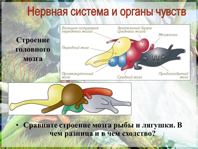 Строение головного мозга Сравните строение мозга рыбы и лягушки