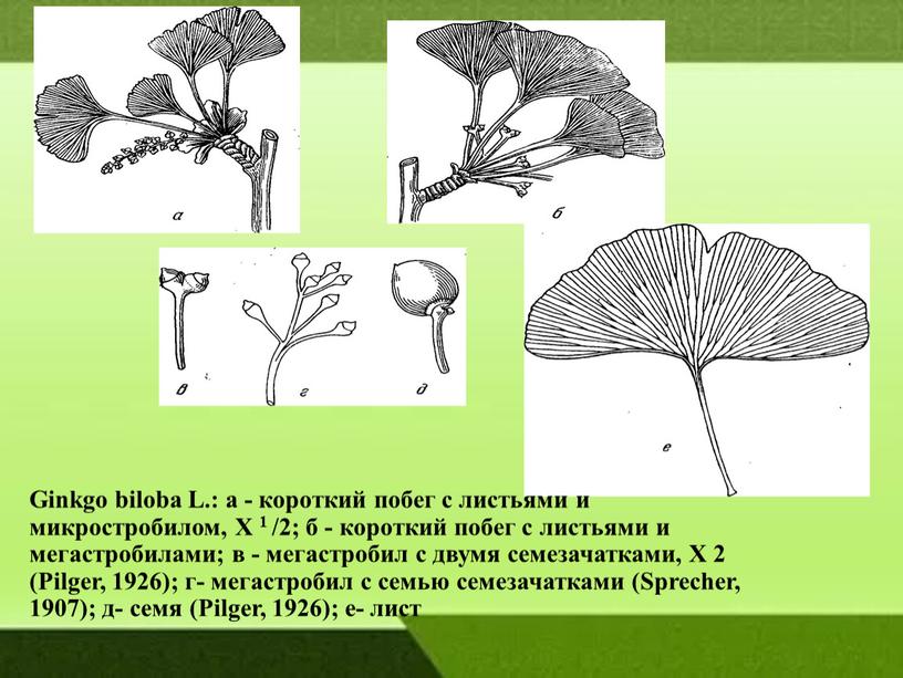 Ginkgo biloba L.: а - короткий побег с листьями и микростробилом,