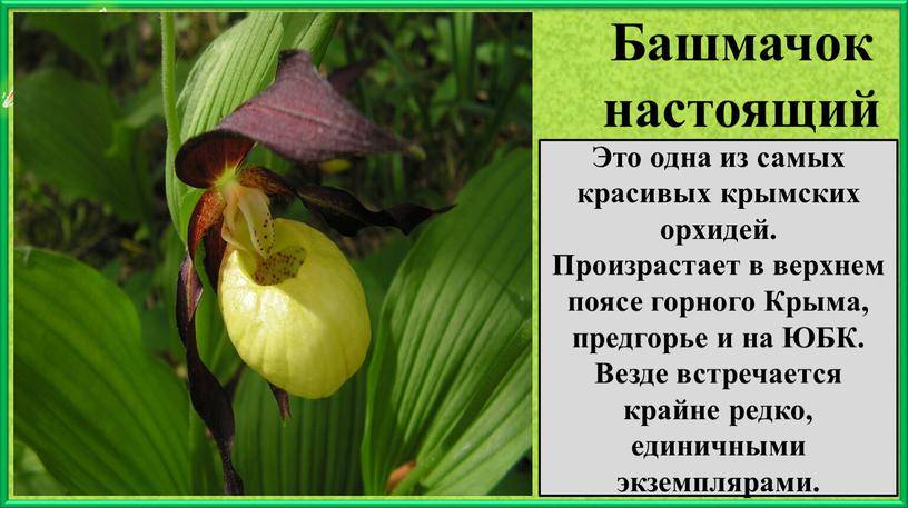 Башмачок настоящий Это одна из самых красивых крымских орхидей