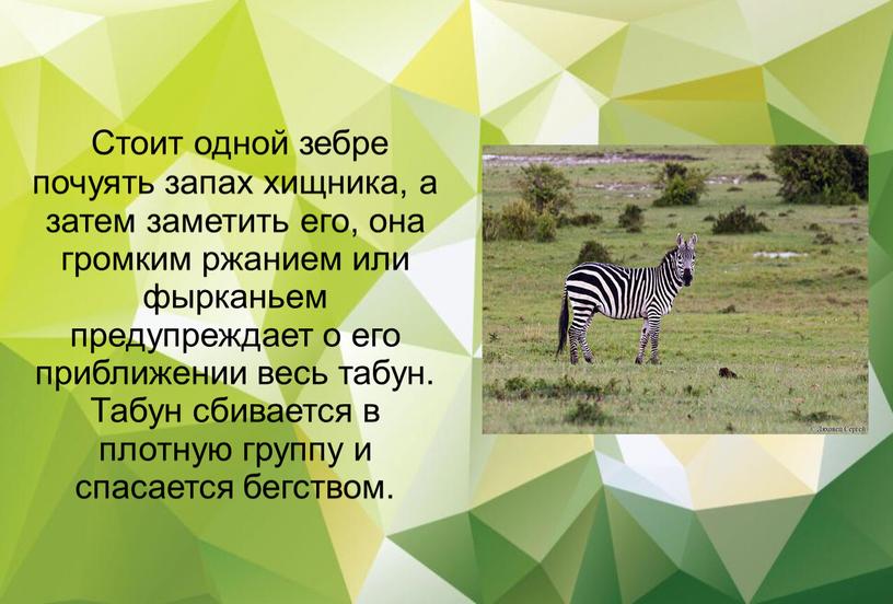 Стоит одной зебре почуять запах хищника, а затем заметить его, она громким ржанием или фырканьем предупреждает о его приближении весь табун