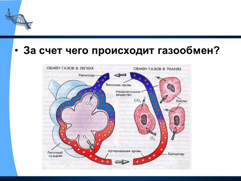 За счет чего происходит газообмен?