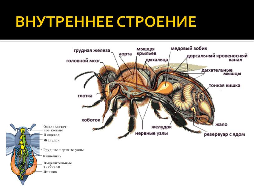 ВНУТРЕННЕЕ СТРОЕНИЕ