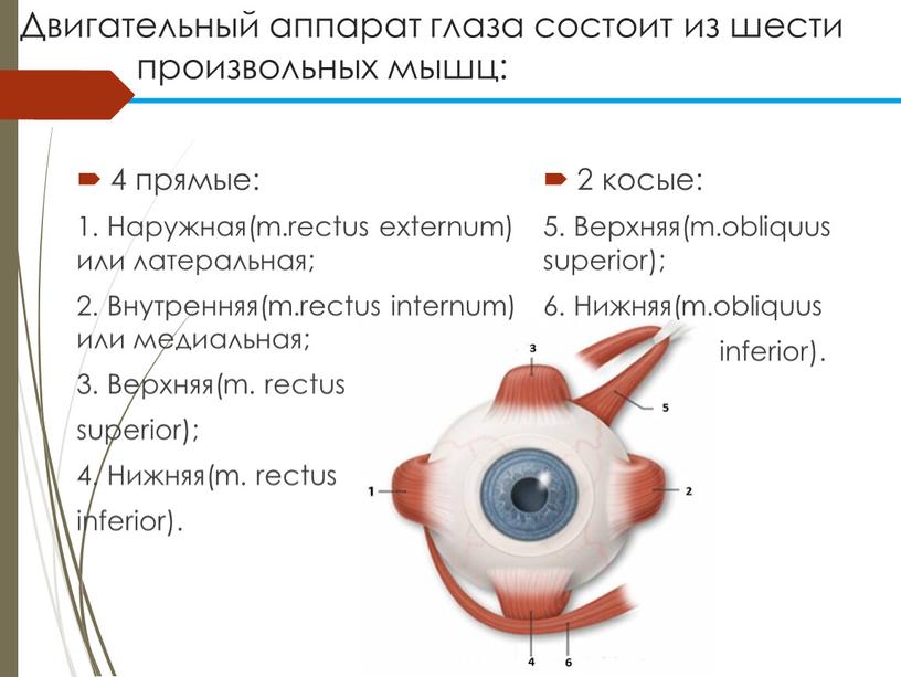 Двигательный аппарат глаза состоит из шести произвольных мышц: 4 прямые: 1