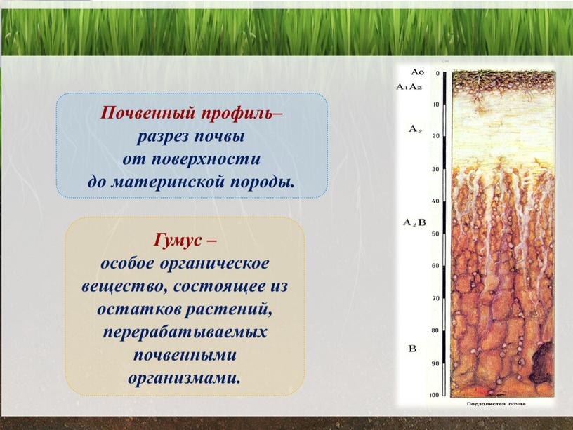 Гумус – особое органическое вещество, состоящее из остатков растений, перерабатываемых почвенными организмами