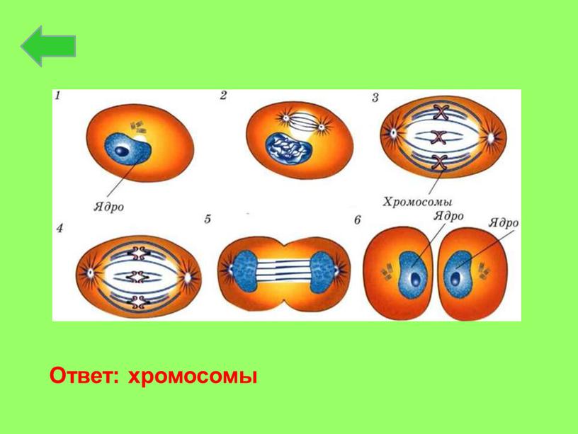 Ответ: хромосомы