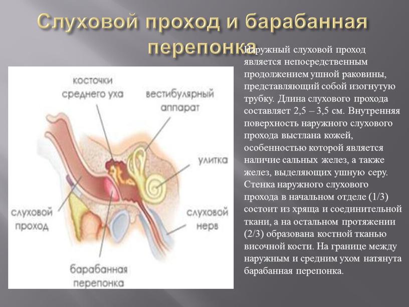 Слуховой проход и барабанная перепонка