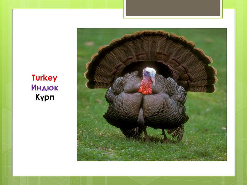 Turkey Индюк Күрп