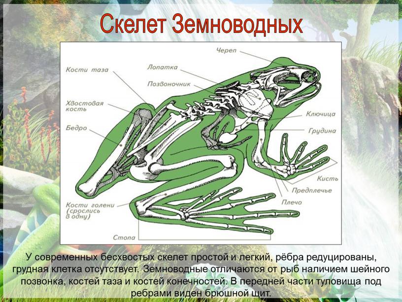 У современных бесхвостых скелет простой и легкий, рёбра редуцированы, грудная клетка отсутствует