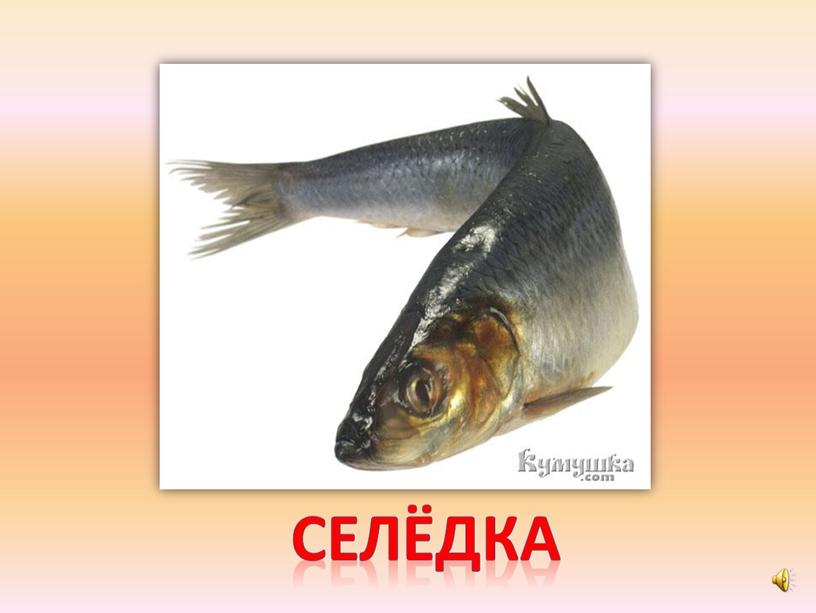 селёдка