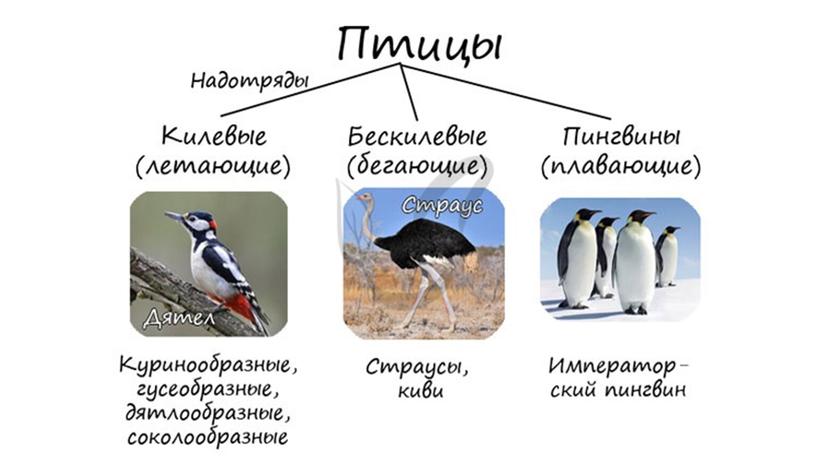 Приспособления птиц к полету: внешнее и внутреннее строение.