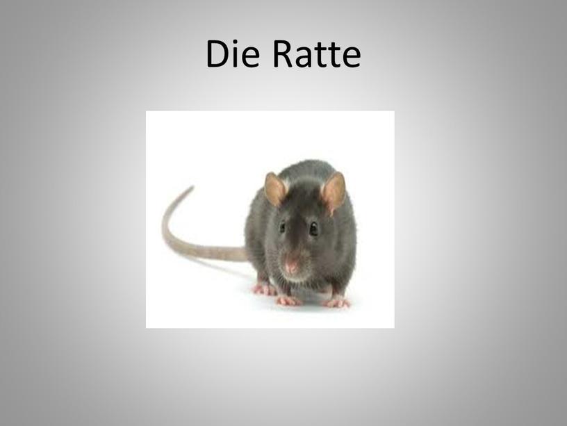 Die Ratte